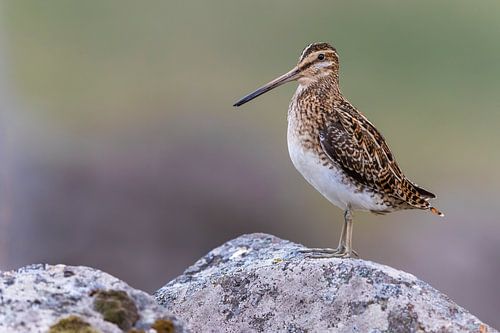 Common Snipe, Gallinago gallinago faeroeensis