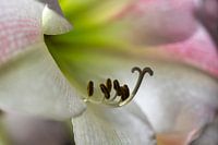 stamens of a flowering amaryllis