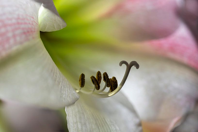 stamens of a flowering amaryllis by kees wolthoorn