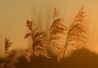 Golden glow