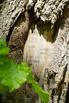Bark