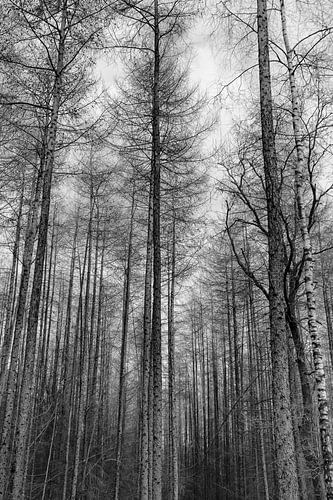 Bare crests black and white