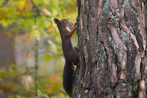 Eekhoorn op een grove den van Danny Slijfer Natuurfotografie