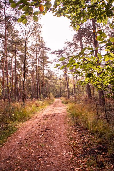 Glorious Autumn of the Veluwe - Path no. 2 by Deborah de Meijer