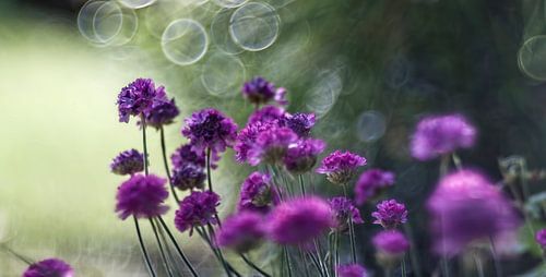 Blume X