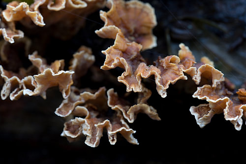 Der Gelbe Krustenpilz (Stereum hirsutum) ist ein Pilz aus der Familie der Stereaceae.