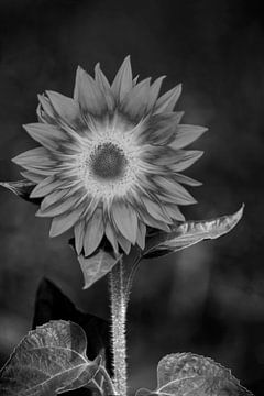 zonnige bloem in zwart-wit