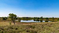 Lake far at NP Maasduinen par Jaap Mulder Aperçu