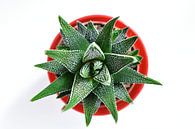 Aloe von oben von Philipp Klassen Miniaturansicht