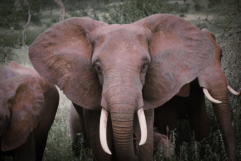 Elephant van BL Photography