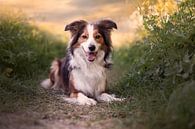 Border collie (dog) by Kim van Beveren thumbnail