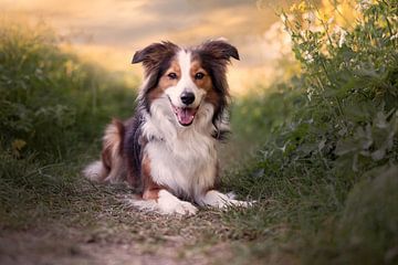 Border Collie (Hund) von Kim van Beveren