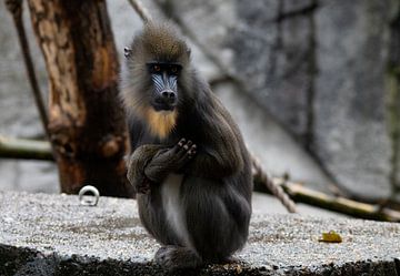 Mandril monkey wildlife by Evelien van der Horst