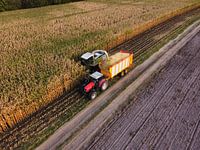 Maize harvest from the air II