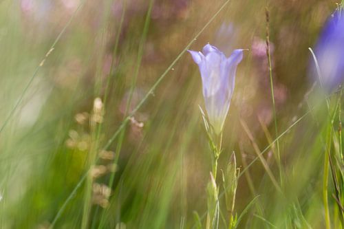 Le lilas invite à la lumière sur QEIMOY