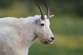 Sneeuwgeit (Oreamnos americanus), Glacier National Park, Montana, Rocky Mountains, USA