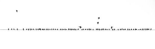 The line of birds