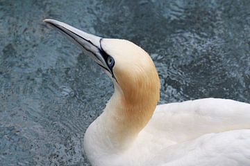 Gannets in water by Thomas Marx