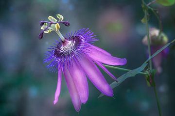 Purple Passion Flower by Tim Abeln