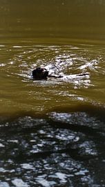 hond in het water by christa pol