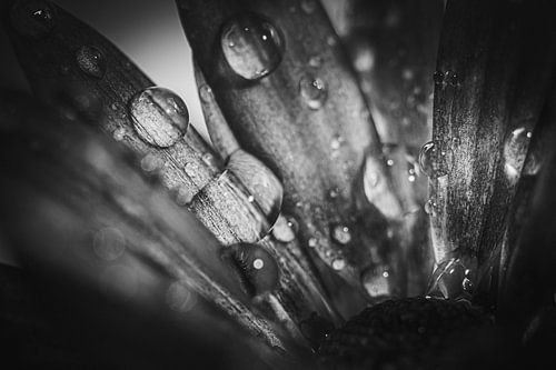 la fleur dans l'obscurité