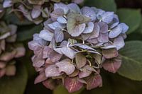 Flowering purple hydrangea with green leaves
