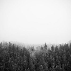 Nebelwald in Schwarz-Weiß – ruhige Natur Fotokunst als Wandbild
