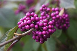 Purple. van Cobie Reuvers