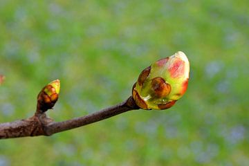 Knospe an einer Kastanie von Heiko Kueverling