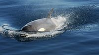 Orca at full speed von Peter Zwitser Miniaturansicht