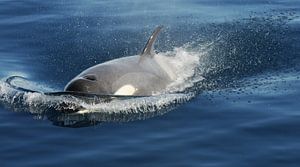 Orca at full speed von Peter Zwitser