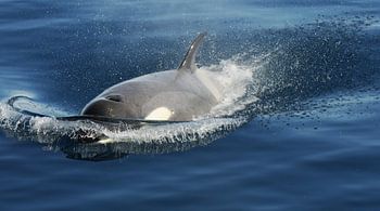 Orca at full speed