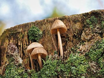 Drie paddenstoelen op een boomstronk