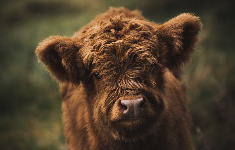 Highlander calf by Roos Zanderink