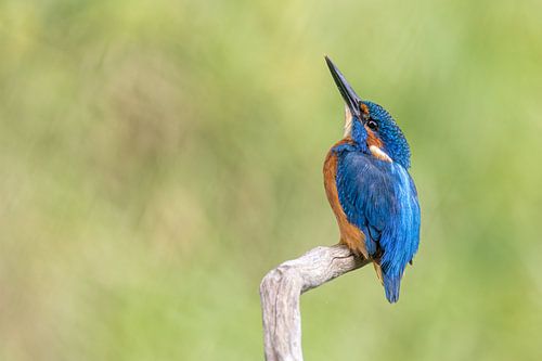 Kingfisher