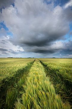 Champs de céréales de Groningue - Des nuages sombres flottent au-dessus des champs de céréales dans 