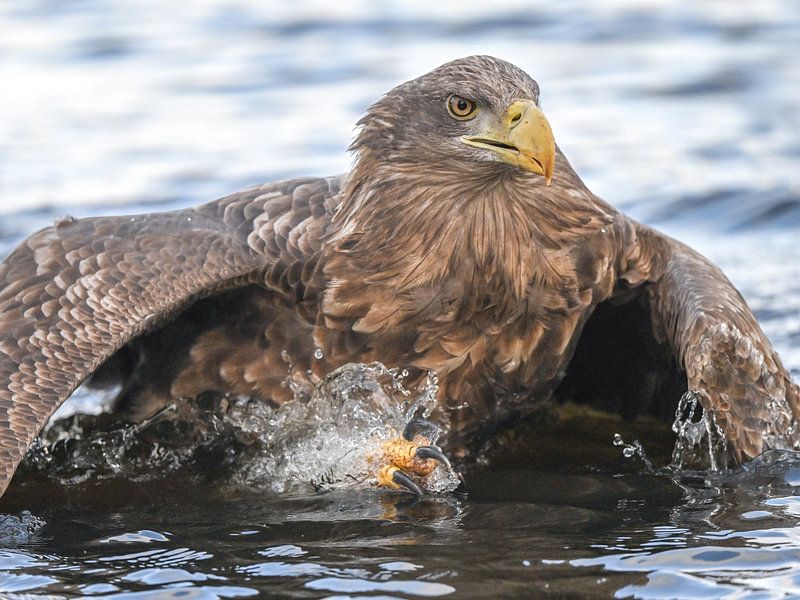 Europäischer Seeadler von Jack Soffers