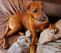 Rhodesische Ridgeback teef