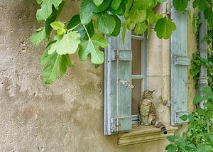 Als een kat in Frankrijk van Christa Thieme-Krus