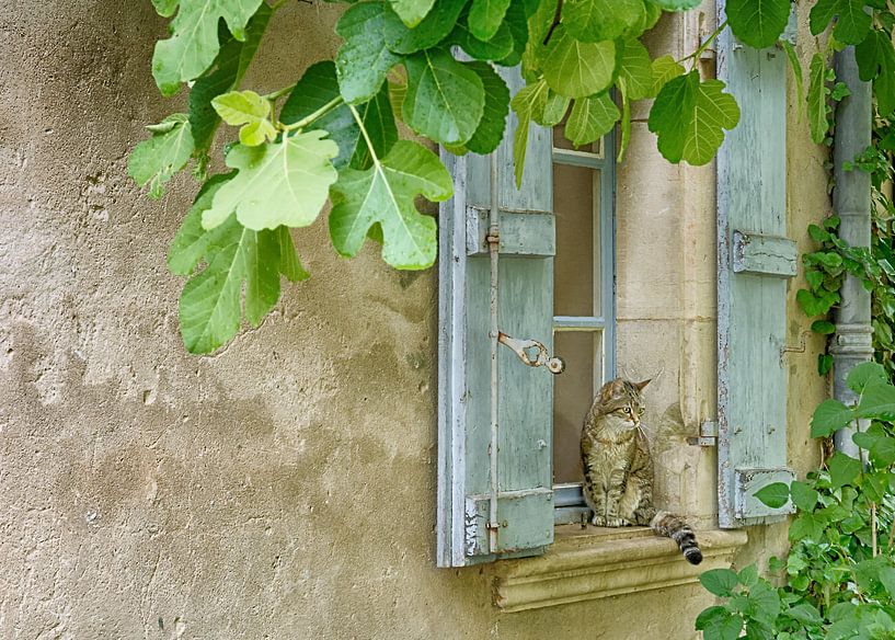 As a cat in France by Christa Thieme-Krus