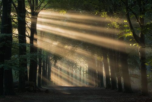 Het regent zonnestralen in het bos
