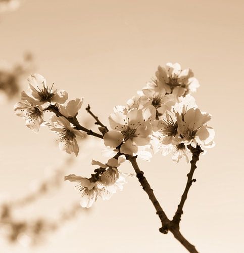 Blossom golden