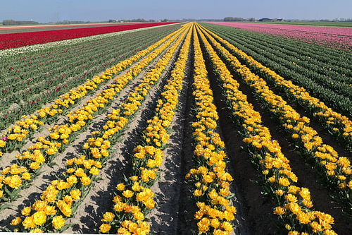hollandse tulpen velden