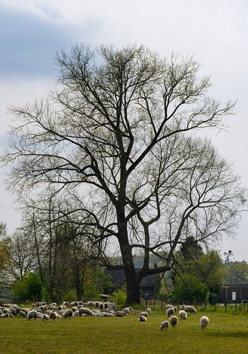 Schaapskudde in het Beekdal Renkum