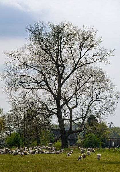 Schafherde im Tal des Renkum-Bachs von Peter Bartelings
