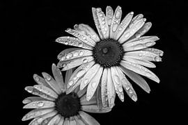 Daisy (1) black and white Low Key by Lex van der Putten