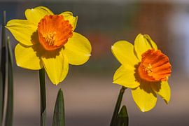 Leuchtende Seele der Wiese von Photoart-Naegele