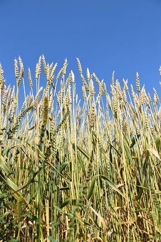 Een tarweveld in de zomer