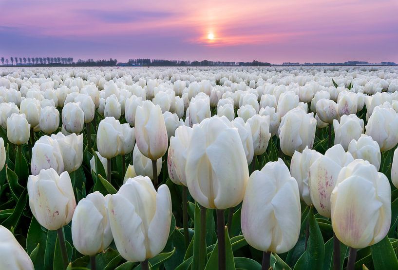 Dutch landscape during sunset by Olga Ilina