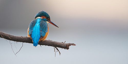 IJsvogel